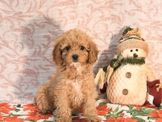 Cavapoo dogs Kandy - Ad 2