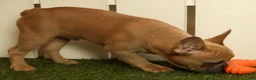 French Bulldog dogs for sale: Buzz - Ad 2
