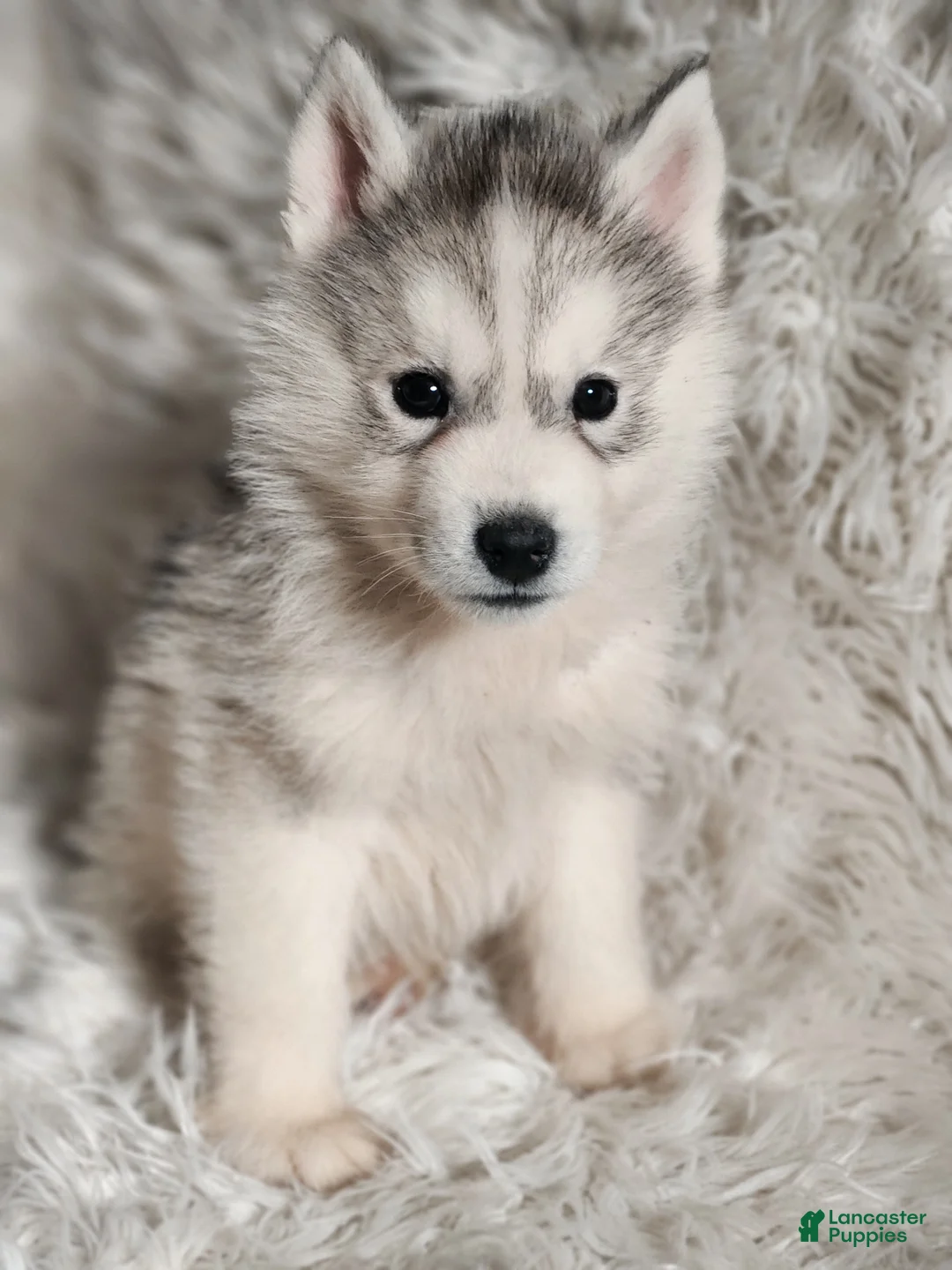 Siberian Husky dogs for sale: Thor - Ad 2