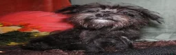 Morkie dogs for sale: Frank - Ad 5