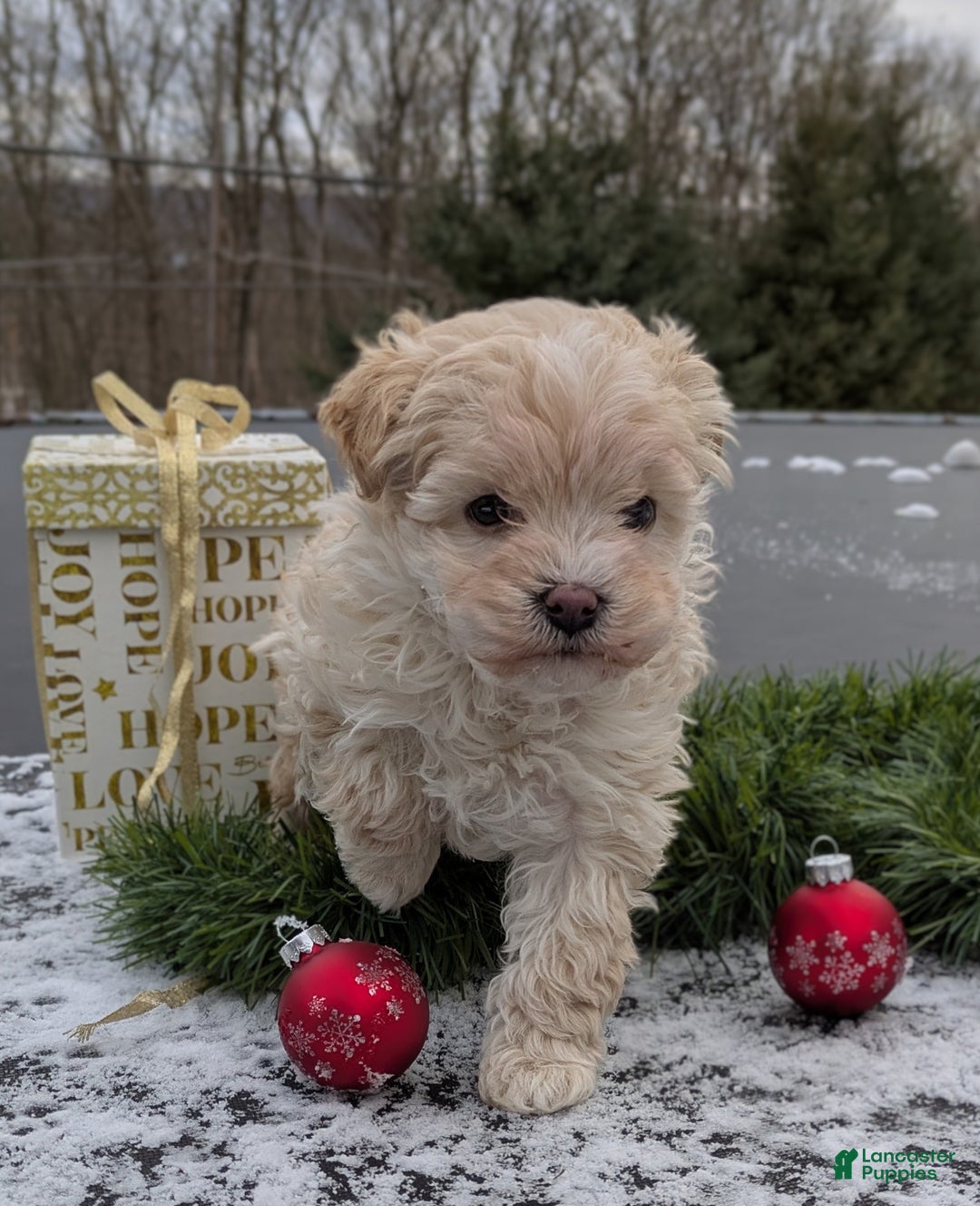 Mini Bernedoodle dogs for sale: Mini Bernedoodle Puppy 1 - Ad 7
