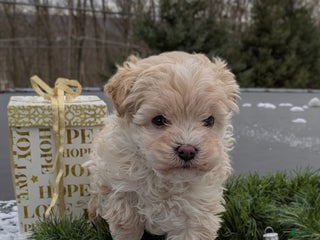 Mini Bernedoodle dogs Mini Bernedoodle Puppy 1 - Ad 18