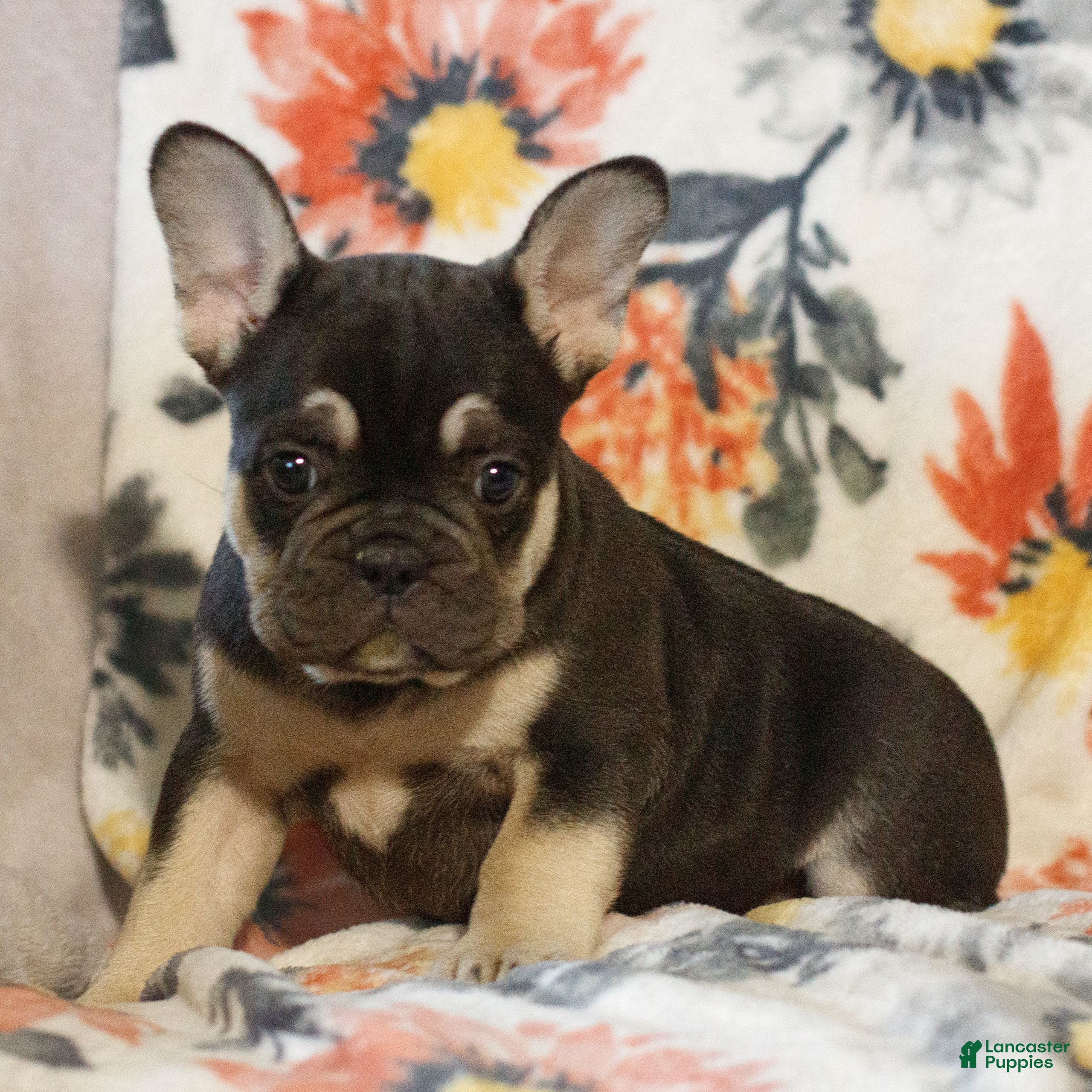 French Bulldog dogs Cassandra  - Ad 1