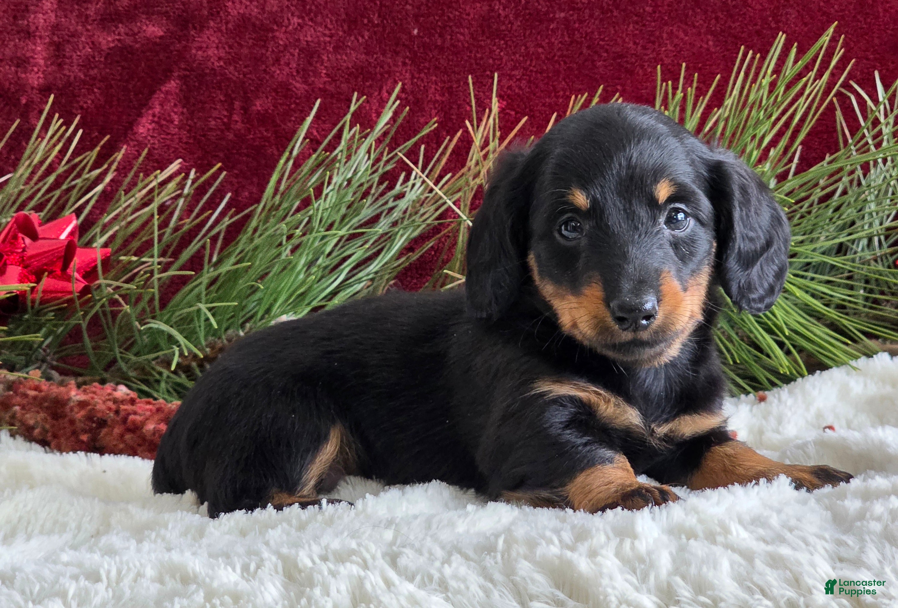 Miniature Dachshund dogs for sale: Kolton - Ad 2
