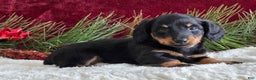 Miniature Dachshund dogs for sale: Kolton - Ad 1