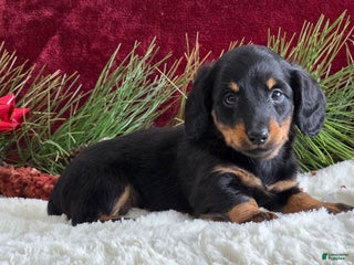 Miniature Dachshund dogs Kolton - Ad 17