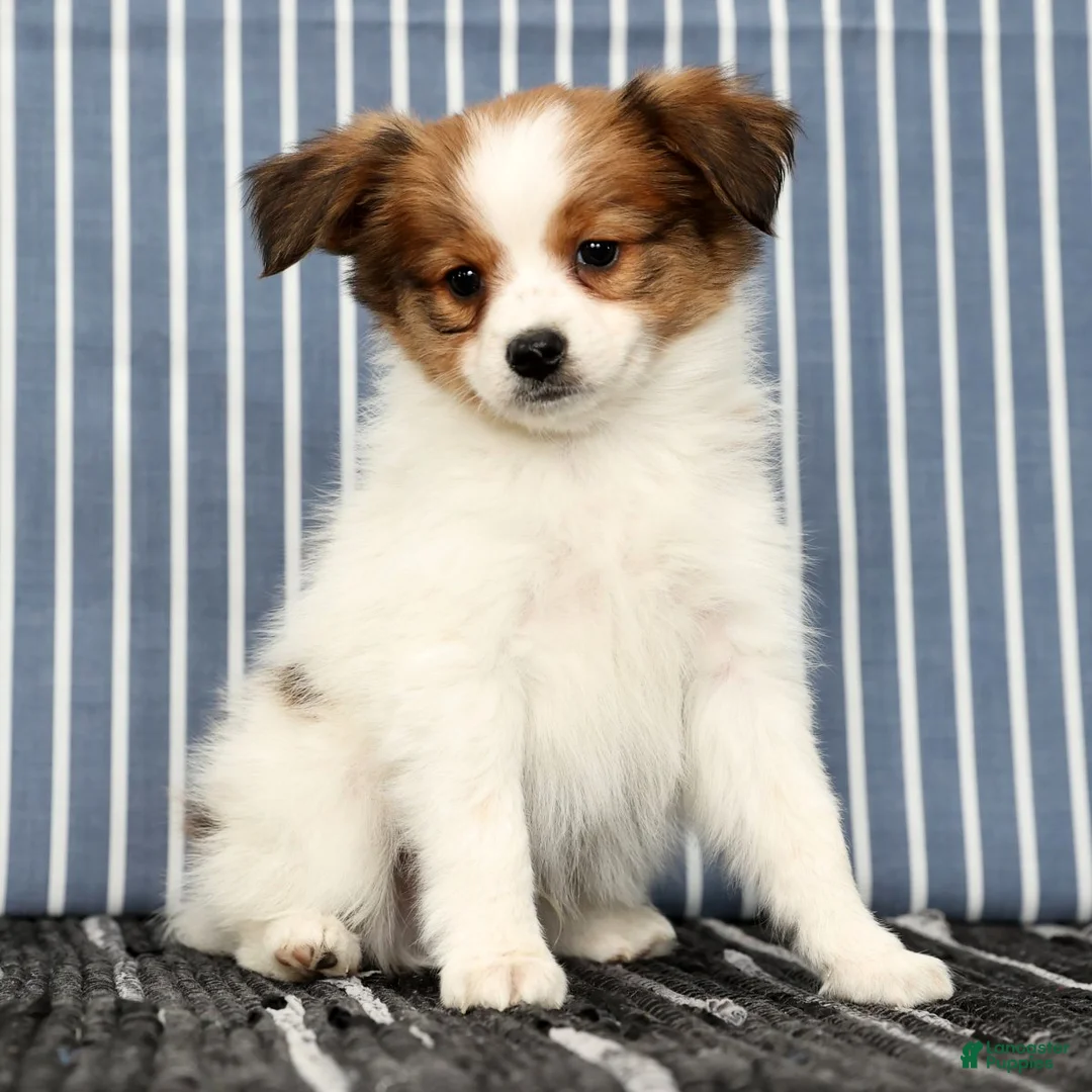 Papillon dogs for sale: Mack - Ad 4