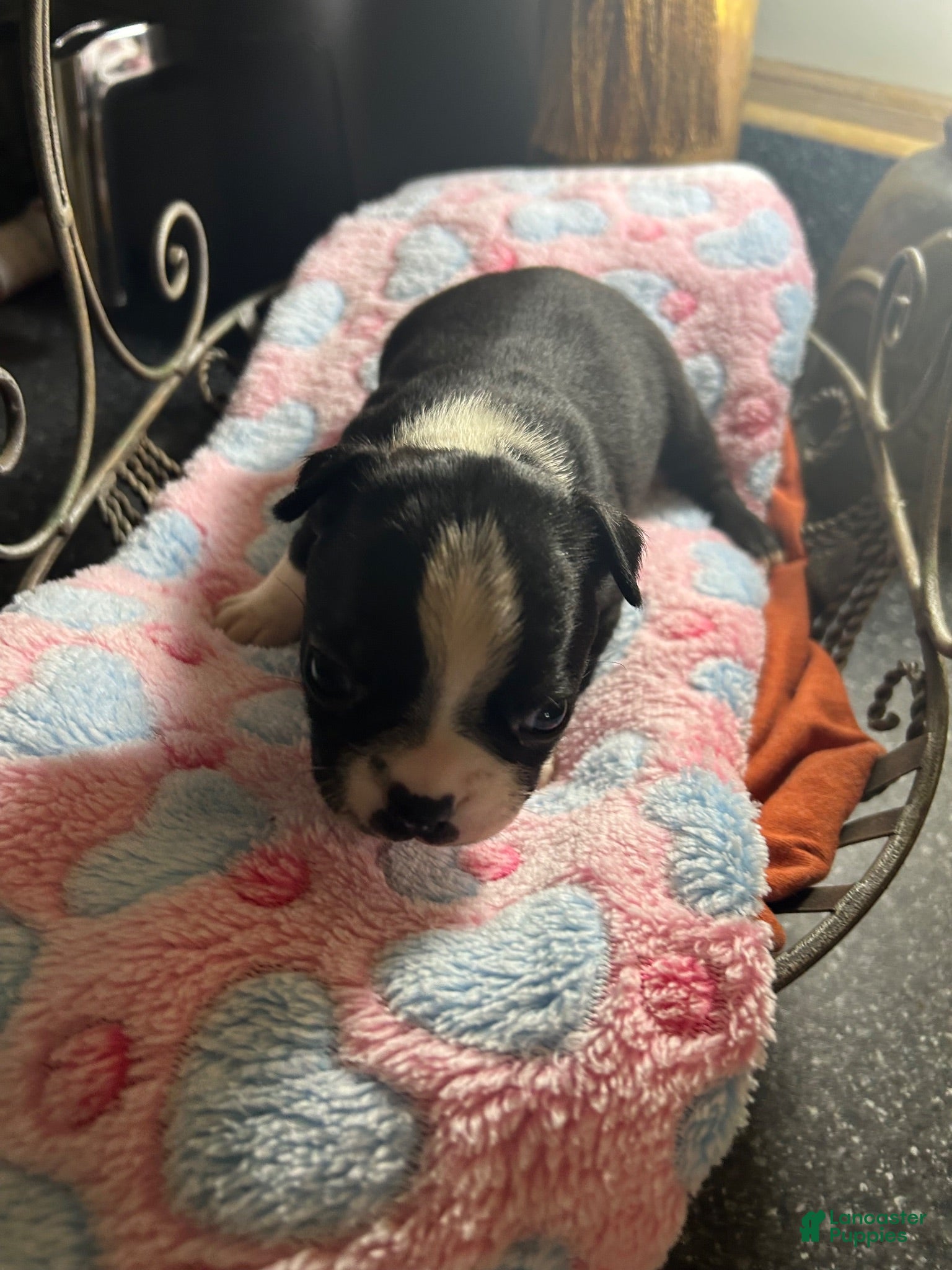 Boston Terrier dogs Boston Terrier 7 - Ad 18
