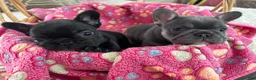 French Bulldog dogs for sale: Matilda - Ad 12