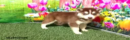 Siberian Husky dogs for sale: Sadie - Ad 4
