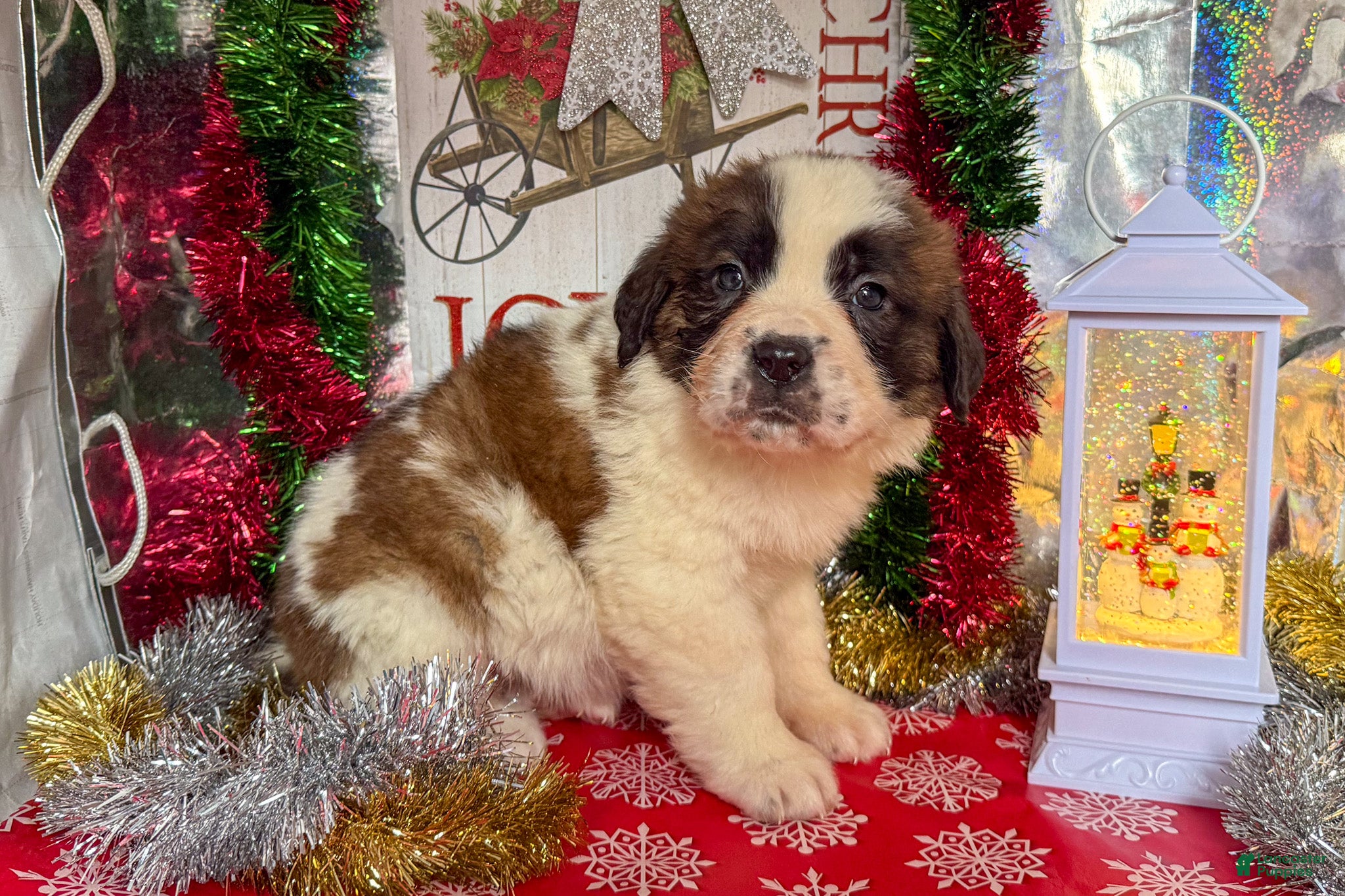 Saint Bernard dogs Matilda - Ad 3