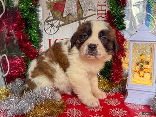 Saint Bernard dogs Matilda - Ad 5