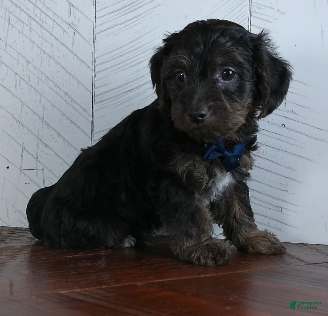 Yorkiepoo dogs for sale: Jerry - Ad 3
