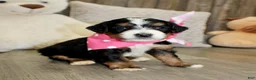 Mini Bernedoodle dogs for sale: Brair - Ad 3