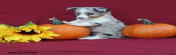 Mixed Breed dogs for sale: Artie - Ad 4