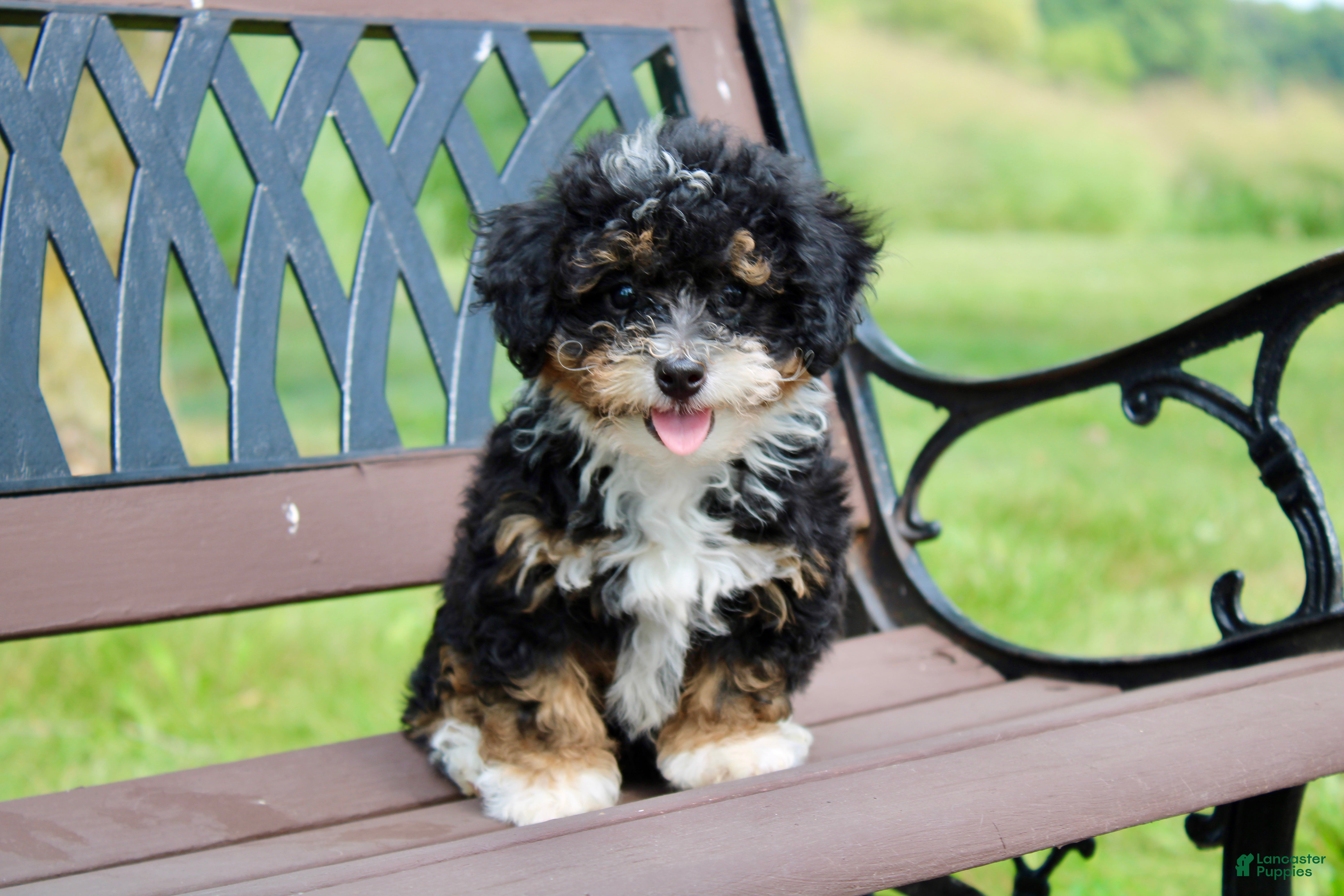 Mini Bernedoodle dogs Sadie  - Ad 2
