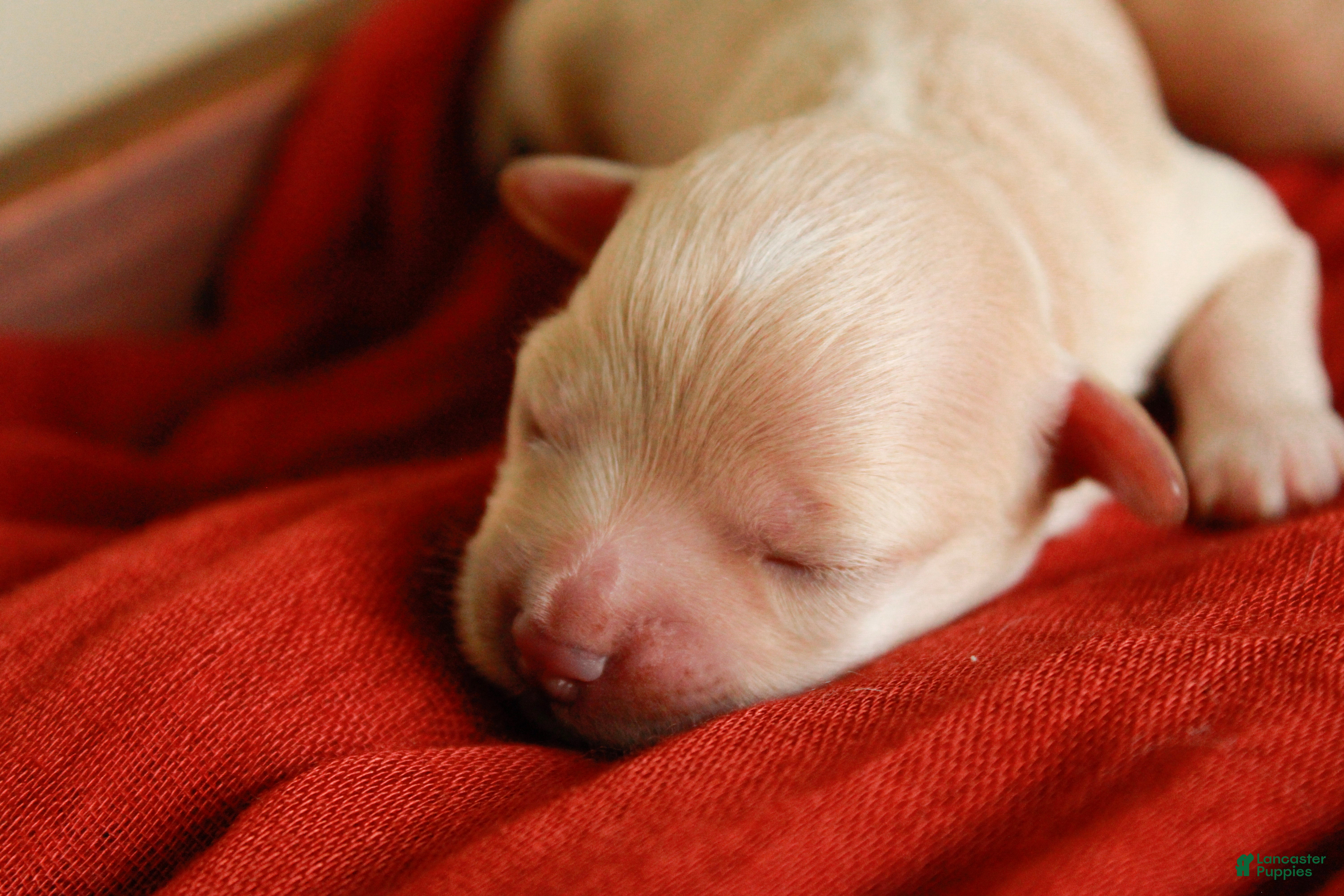 Maltipoo dogs Pippin - Ad 2