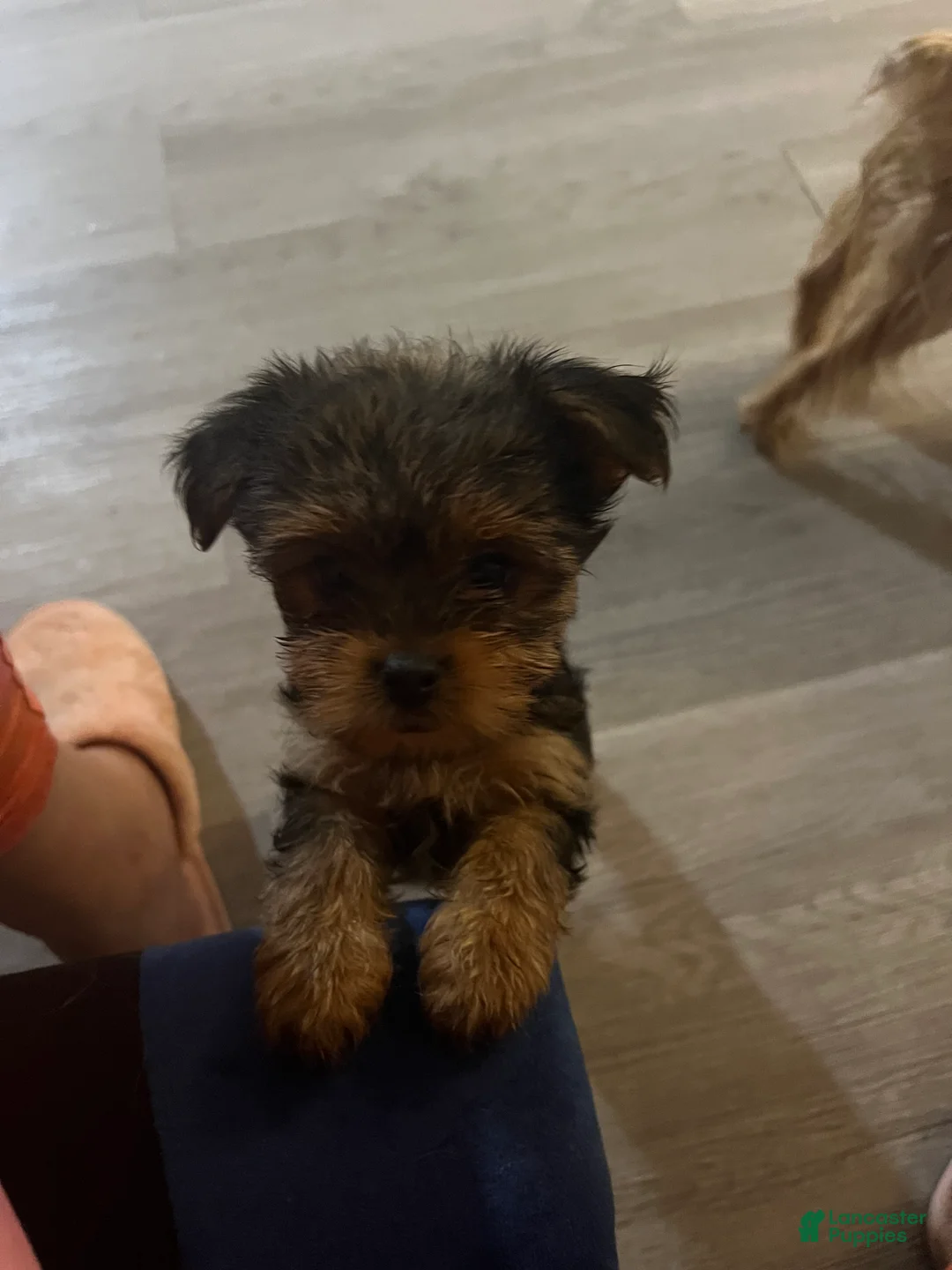 Yorkshire Terrier dogs for sale: Yorkshire Terrier Puppy 4 - Ad 2