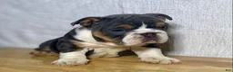 English Bulldog dogs for sale: Winnie - Ad 2