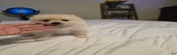 Pomeranian dogs for sale: Pomeranian 3 - Ad 6