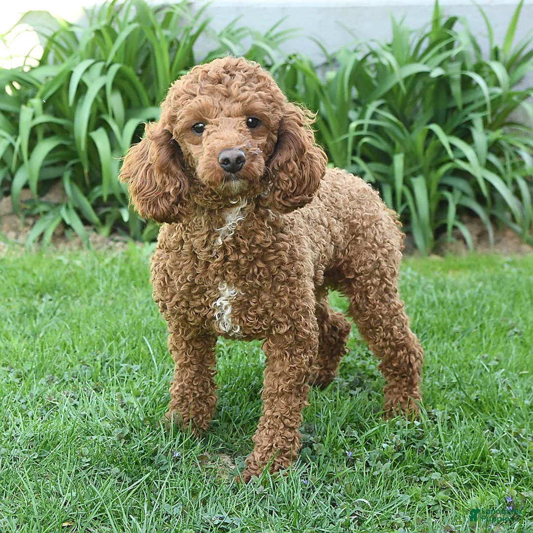 Cockapoo dogs for sale: Calvin - Ad 7