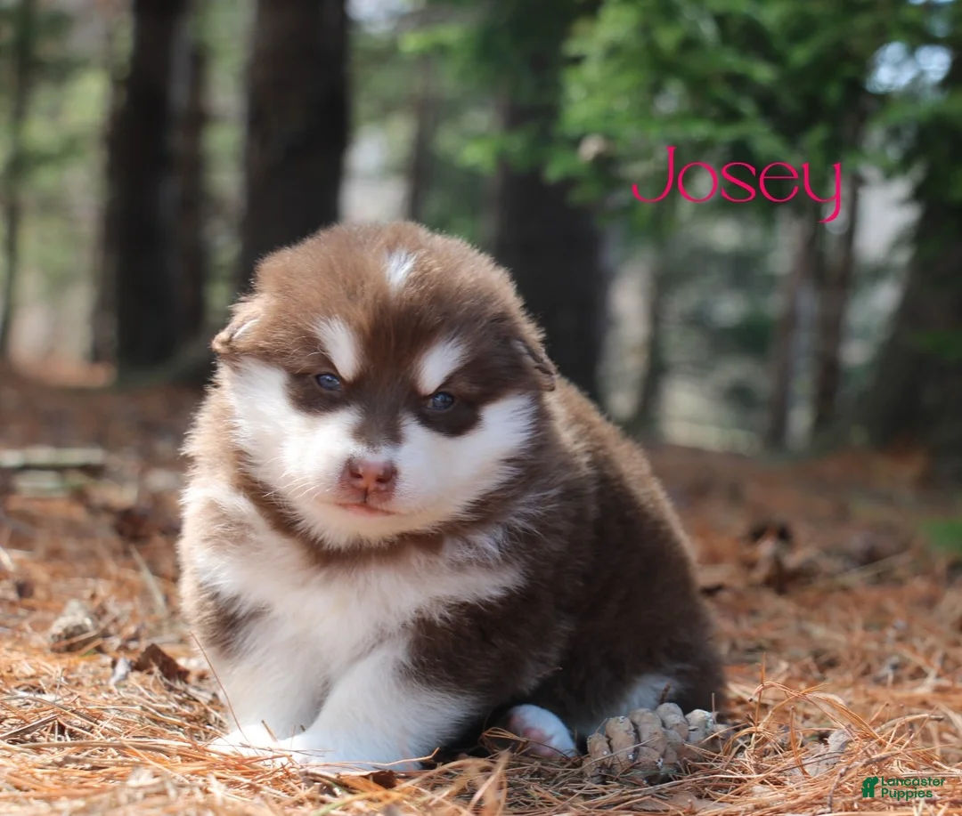 Alaskan Malamute dogs for sale: Josey - Ad 1