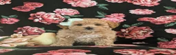 Maltipoo dogs for sale: Jasmine Hypoallergenic - Ad 2