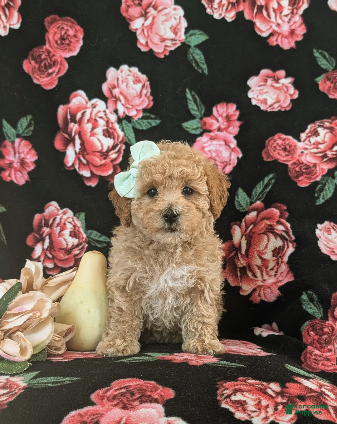 Maltipoo dogs for sale: Jasmine Hypoallergenic - Ad 2