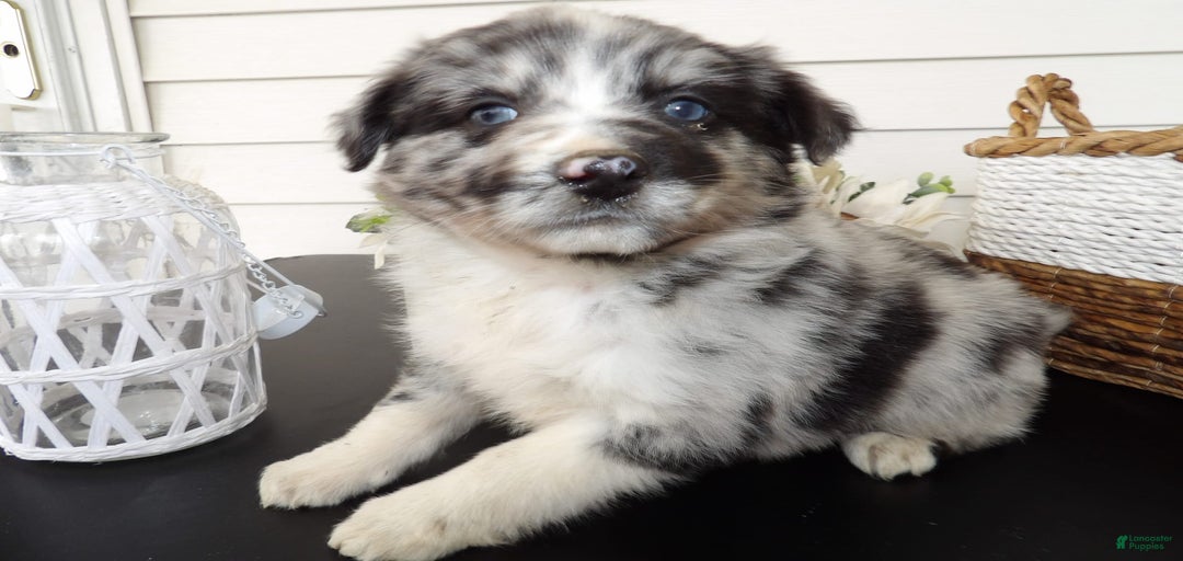 Gallery Image {{count}}