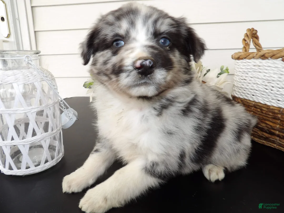 Gallery Image {{count}}