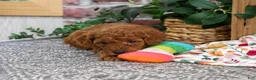 Miniature Poodle dogs for sale: Adeline - Ad 5