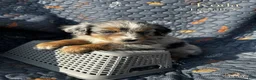 Australian Shepherd dogs for sale: Koda - Ad 3