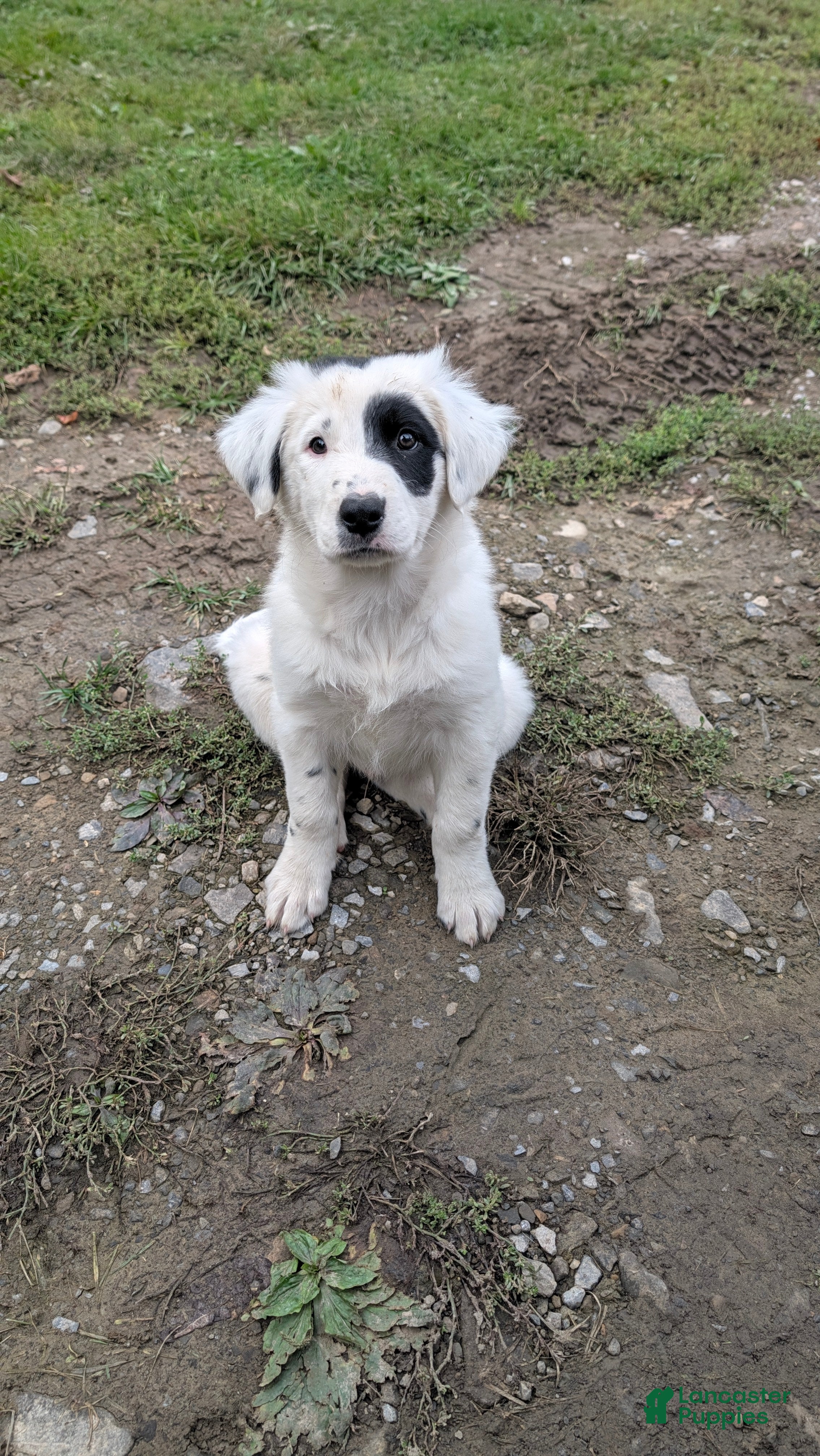 Mixed Breed dogs Deer - Ad 1
