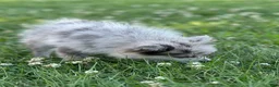 Pomeranian dogs for sale: Bluey - Ad 10