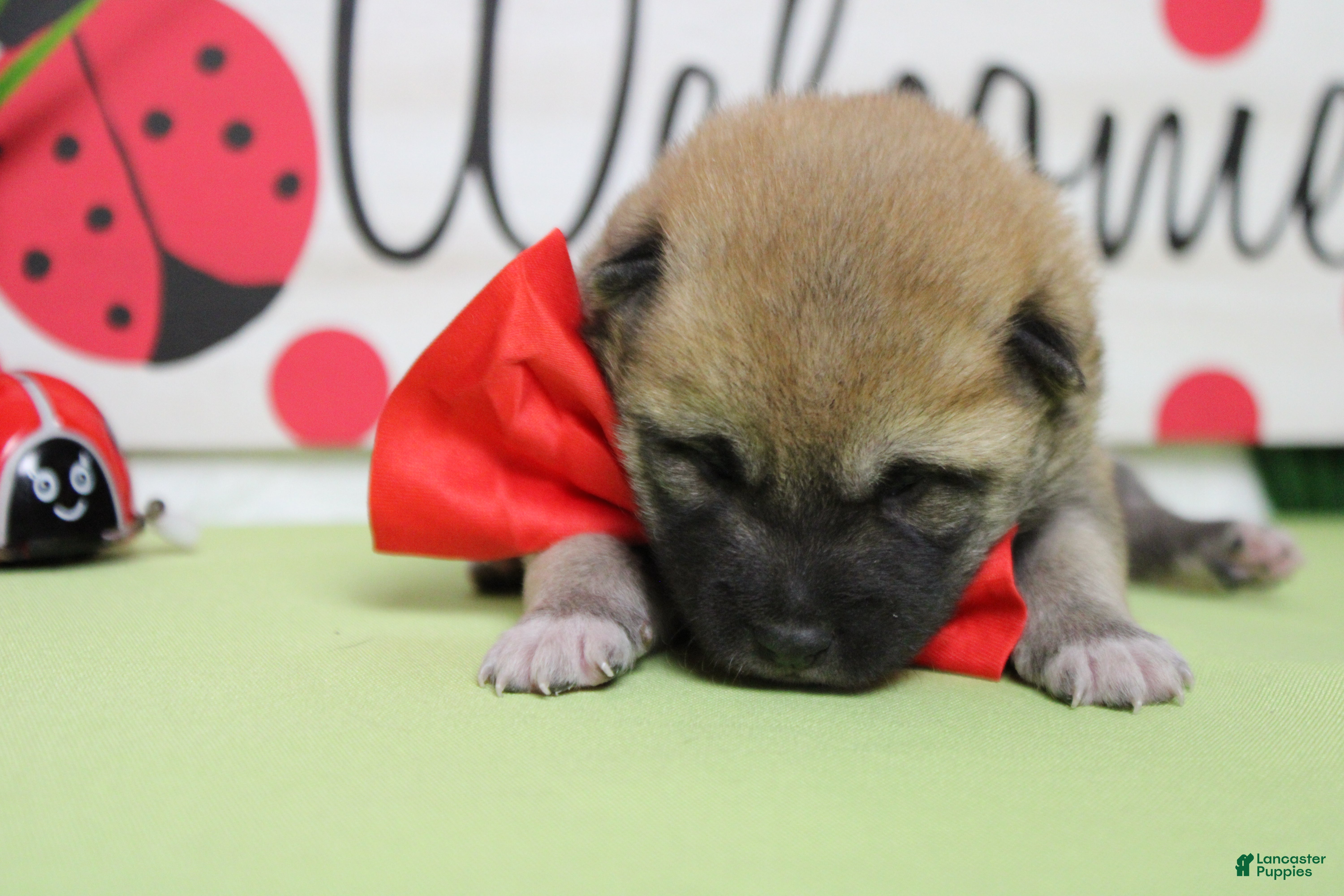 Shiba Inu dogs Dylan  - Ad 3