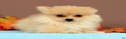 Pomeranian dogs for sale: Butterscotch - Ad 5