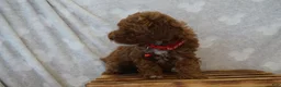 Miniature Poodle dogs for sale: Flora - Ad 5