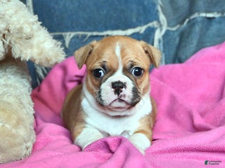 Border Terrier dogs Hazel - Ad 42