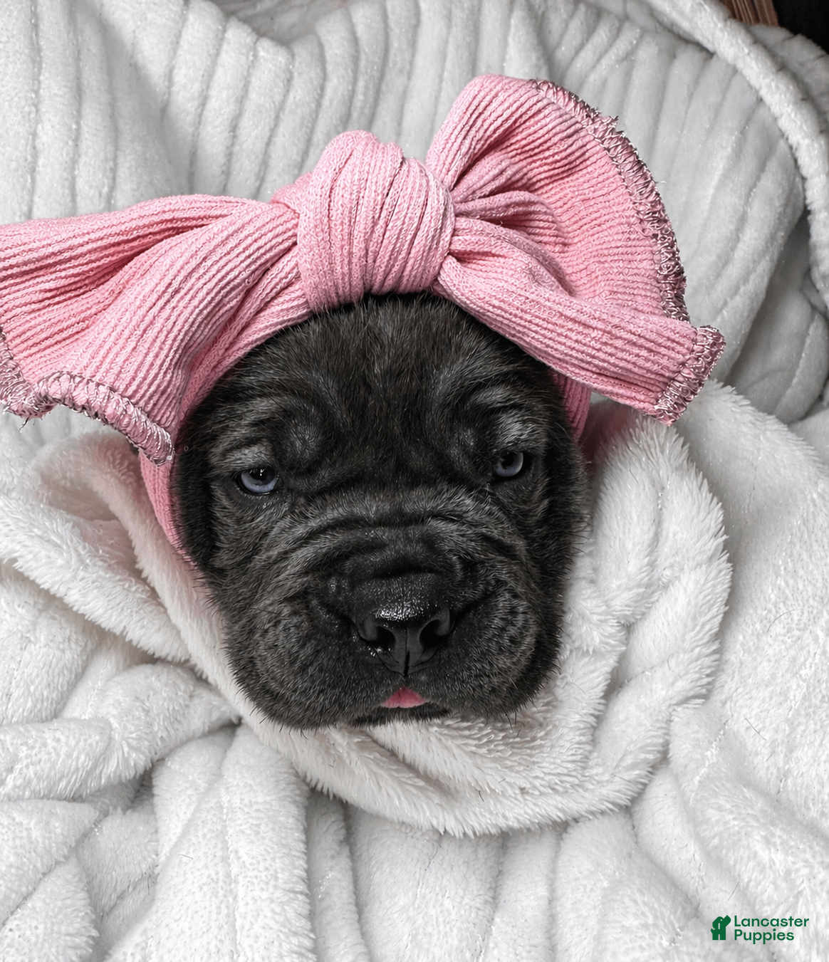 Cane Corso dogs Cane Corso Puppy 4 - Ad 38