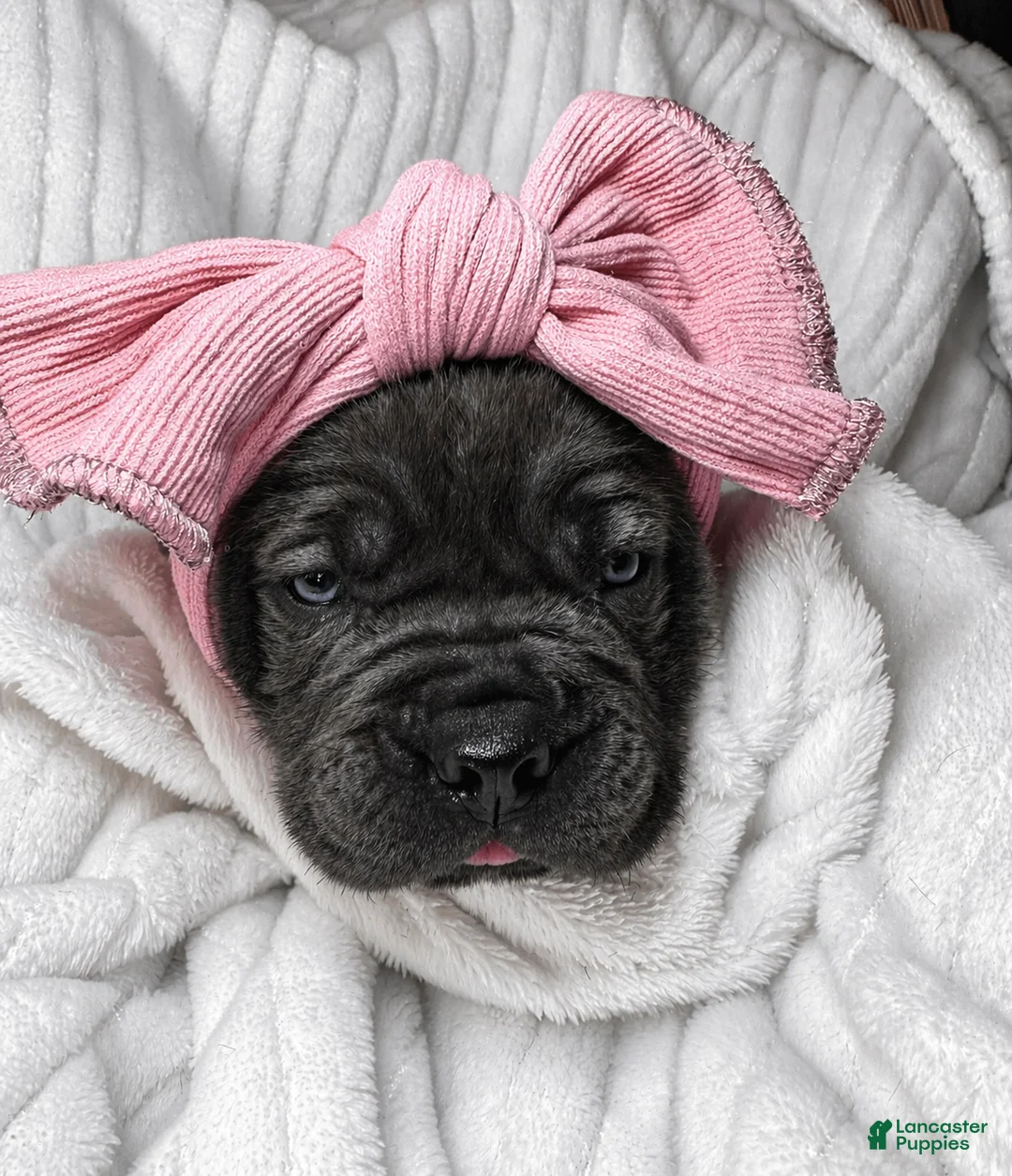 Cane Corso dogs for sale: Cane Corso Puppy 4 - Ad 1