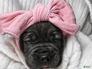 Cane Corso dogs Cane Corso Puppy 4 - Ad 33