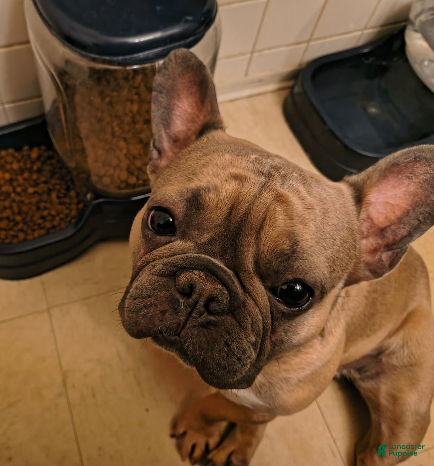 French Bulldog dogs Taz - Ad 9