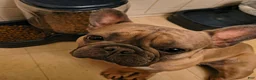 French Bulldog dogs for sale: Taz - Ad 1
