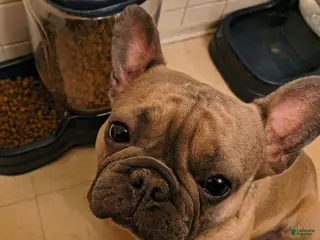 French Bulldog dogs Taz - Ad 11
