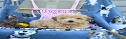 Maltipoo dogs for sale: Amos - Ad 3