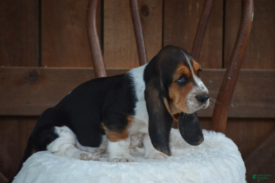 Basset Hound dogs for sale: Hunter - Ad 3