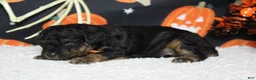 Toy Poodle dogs for sale: Ray  - Ad 11
