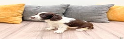 English Springer Spaniel dogs for sale: Enzo - Ad 4