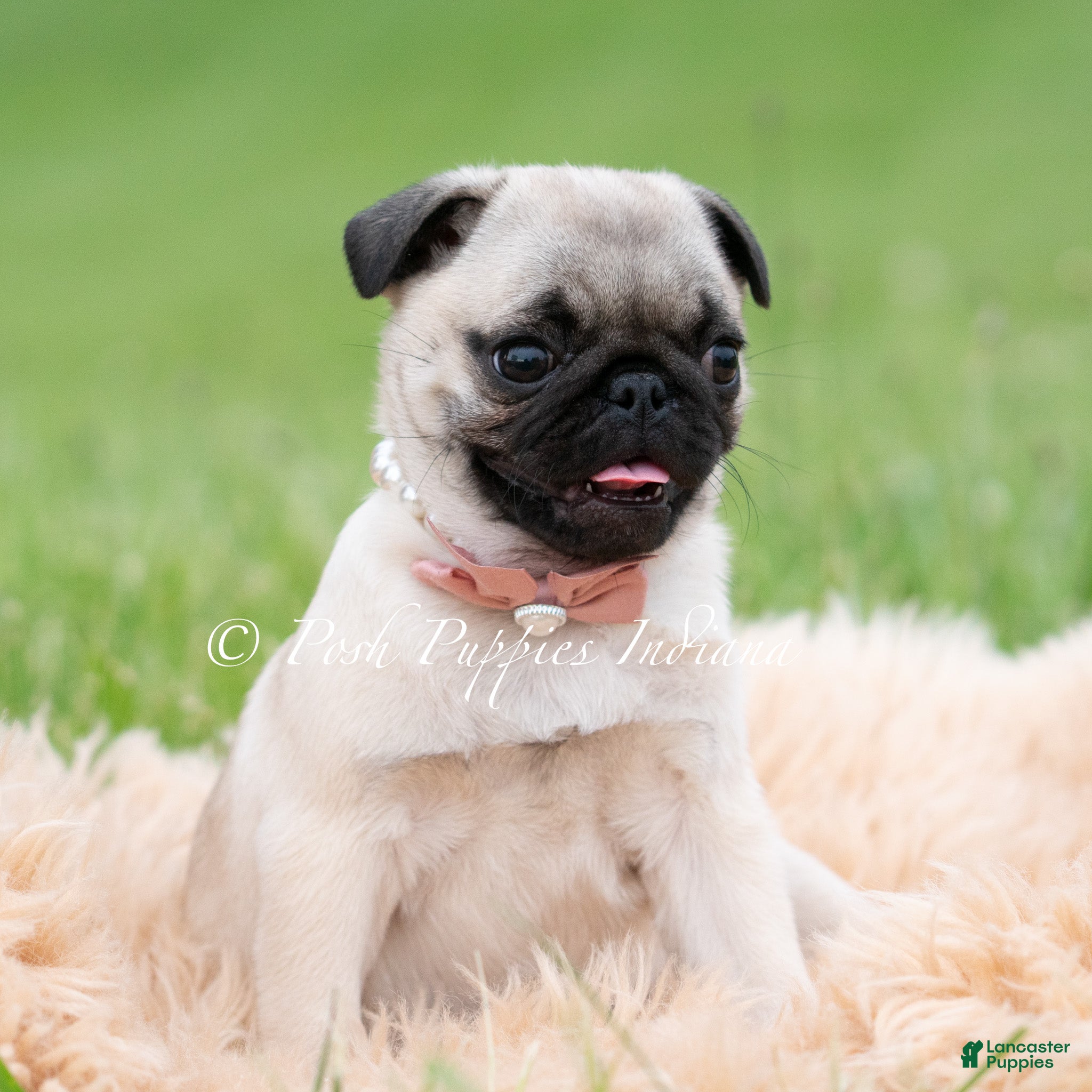 Pug dogs for sale: Carolina AKC - Ad 2
