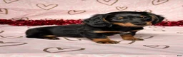 Miniature Dachshund dogs for sale: Cooper - Ad 2